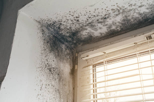Affordable Black Mold Remediation solutions in Estes Park, CO