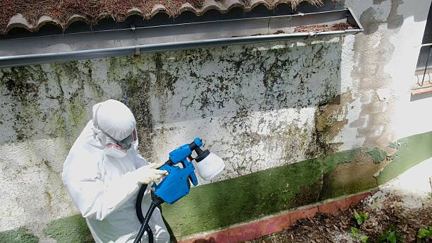 Top rated local Black Mold Remediation specialists in Estes Park, CO